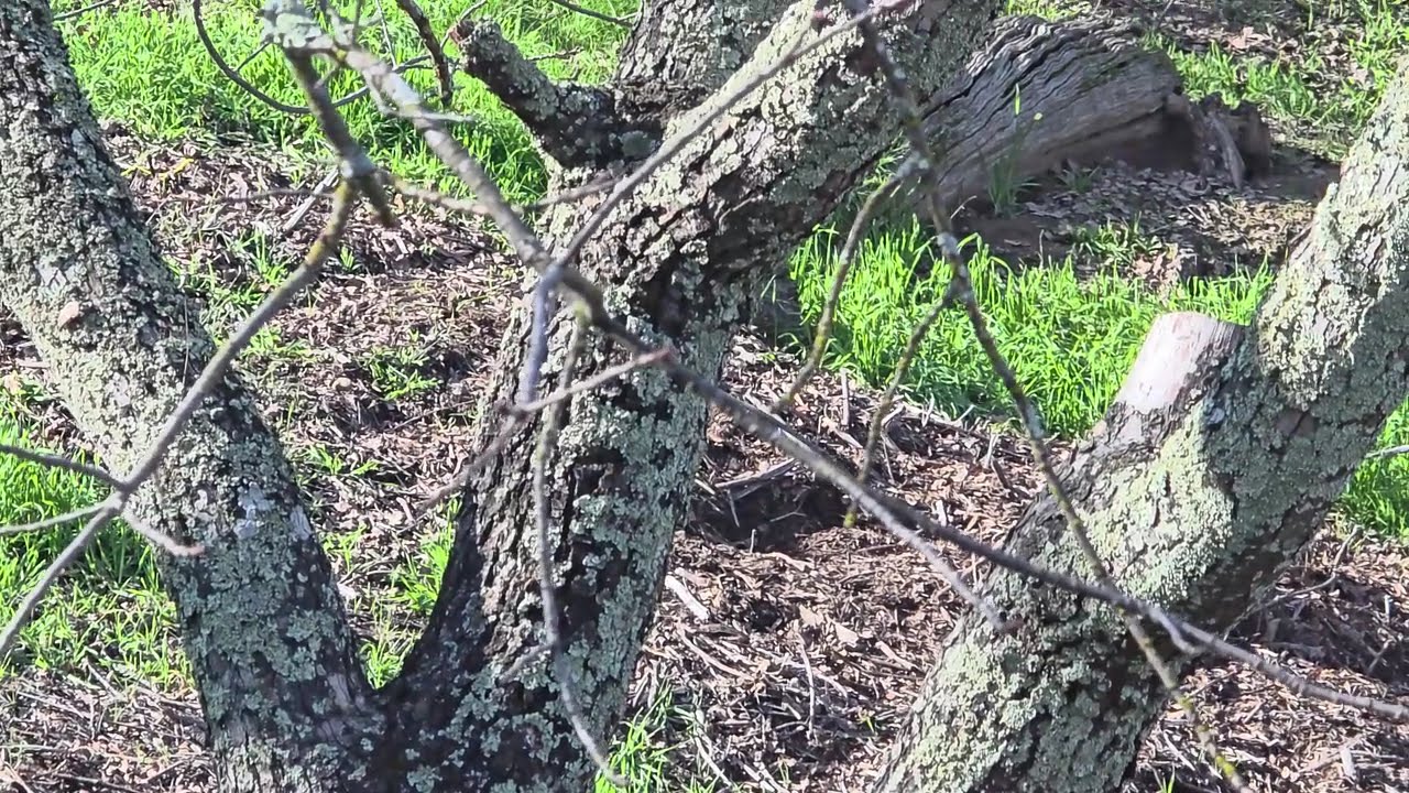 DREAM YOURSELF SMOOTH - INSTRUMENTAL