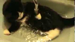 Кот моется в умывальнике