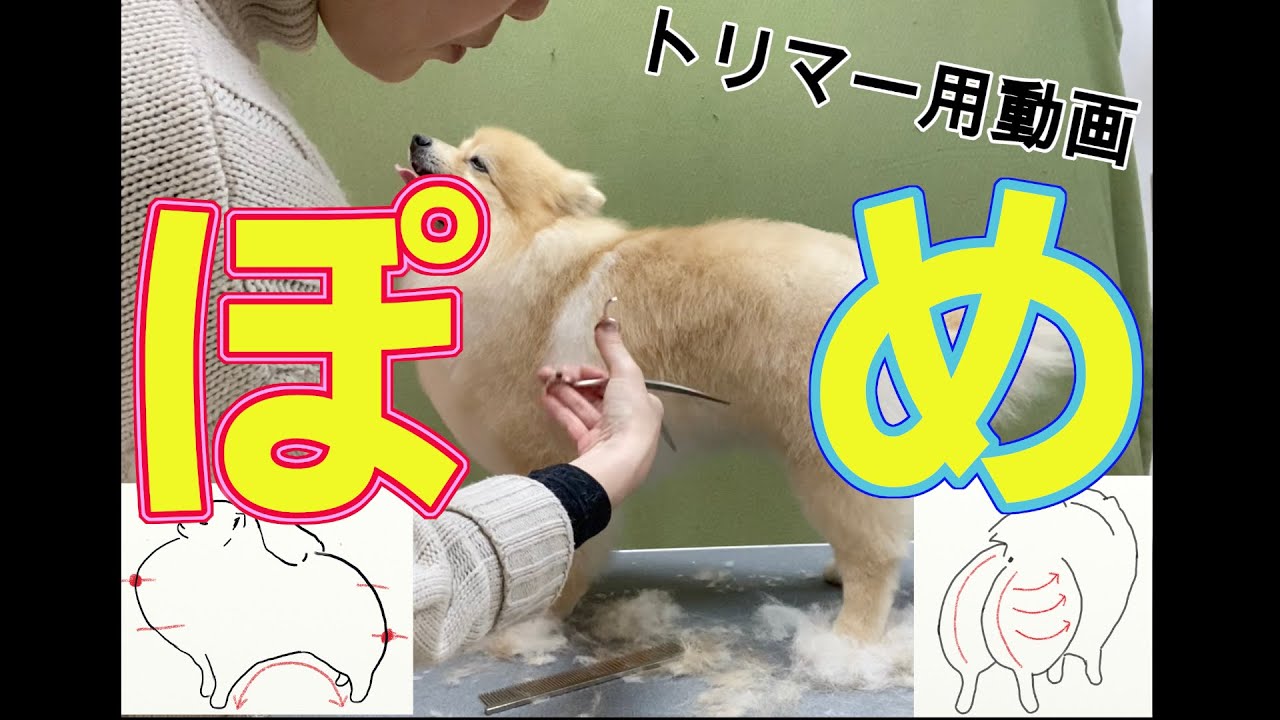 #49  【ポメラニアンのシザー仕上げ】