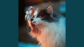 Background for Mysterious Cat Behavior