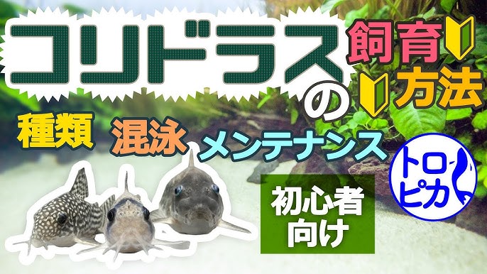 ブサカワ界の帝王 コリドラスの魅力に迫る おすすめ熱帯魚 Youtube ブサカワ界の帝王 コリドラスの魅力に迫る おすすめ熱帯魚 Youtube
