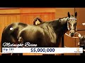 Midnight Bisou sells for $5,000,000 at The November Sale (2020)