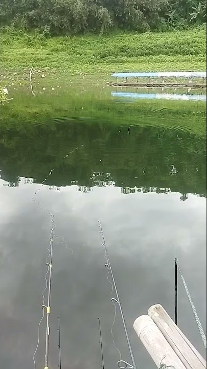 mancing ikan patin di alam liar di waduk jatiluhur