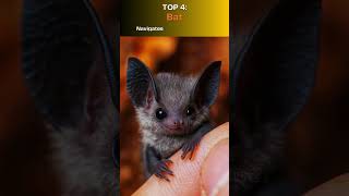 Top 10 Animals That Use Sound to Hunt Infrasound & Ultrasound