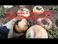 FARM LYN is Silent live! #satisfying Harvesting white onion #farming #yt #farm #highlights #harvest