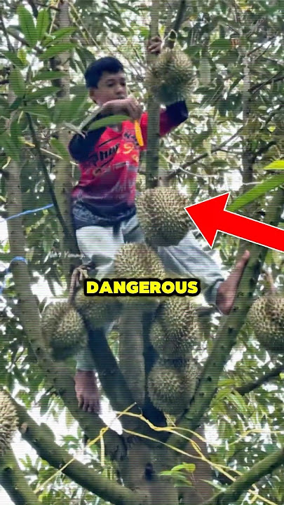 Why Harvesting Durians Is One of the Deadliest Fruit Jobs!😳ðŸ¥