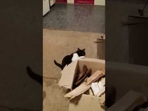 Video: Vraćanje Mačke U Kutiju