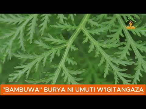 "BAMBUWA" BURYA NI UMUTI W'IGITANGAZA
