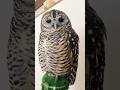 たたずむフクロウ　#フクロウ #owl #shorts