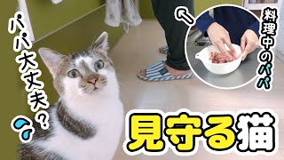 愛猫のために慣れない料理をするパパが心配で見守る猫