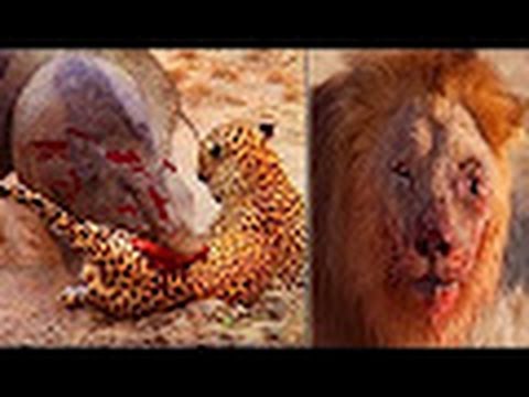 top-3-craziest-animal-fights-caught-on-camera---lion-vs-buffalo-||-blood-rivals-lion-vs-buffalo