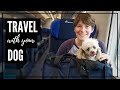 Everything You Need to Know About Traveling with a Dog