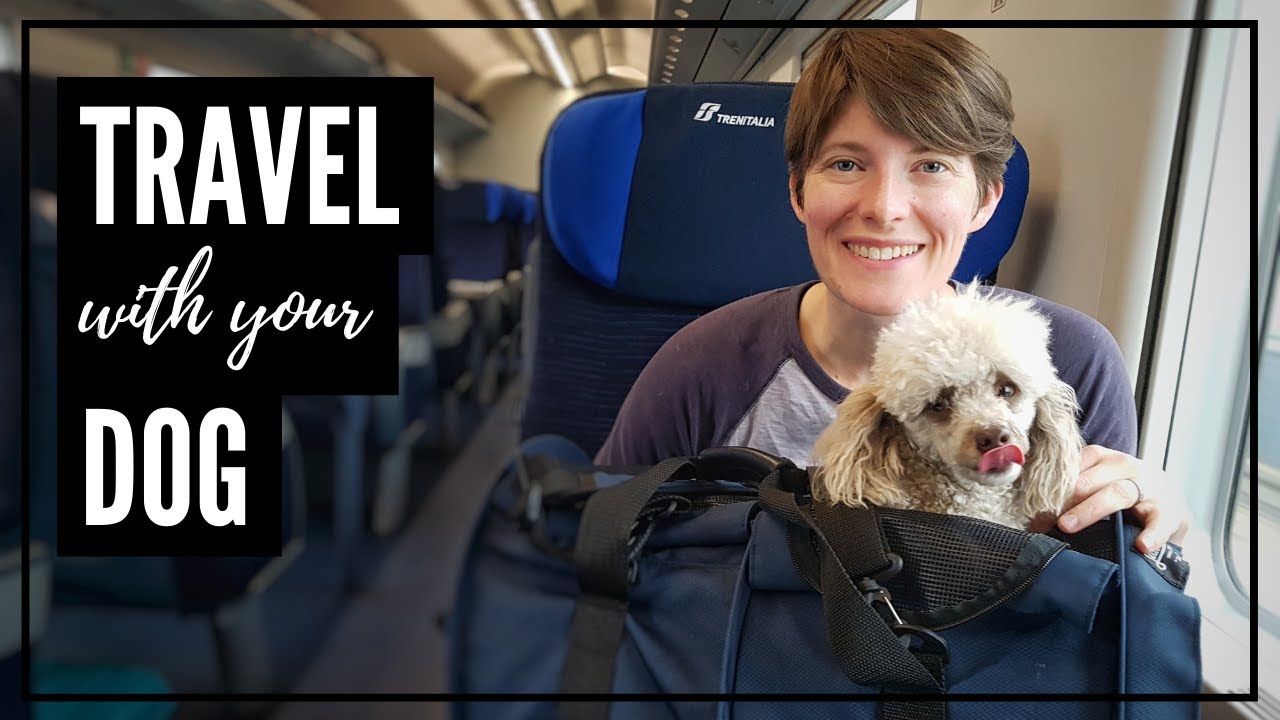 ways to travel with dog