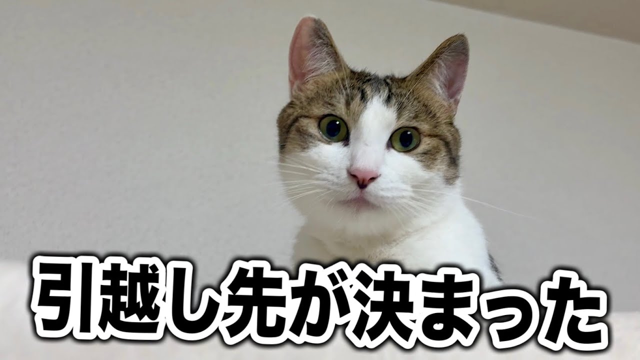 取引猫です。 We've decided on our new place - YouTube