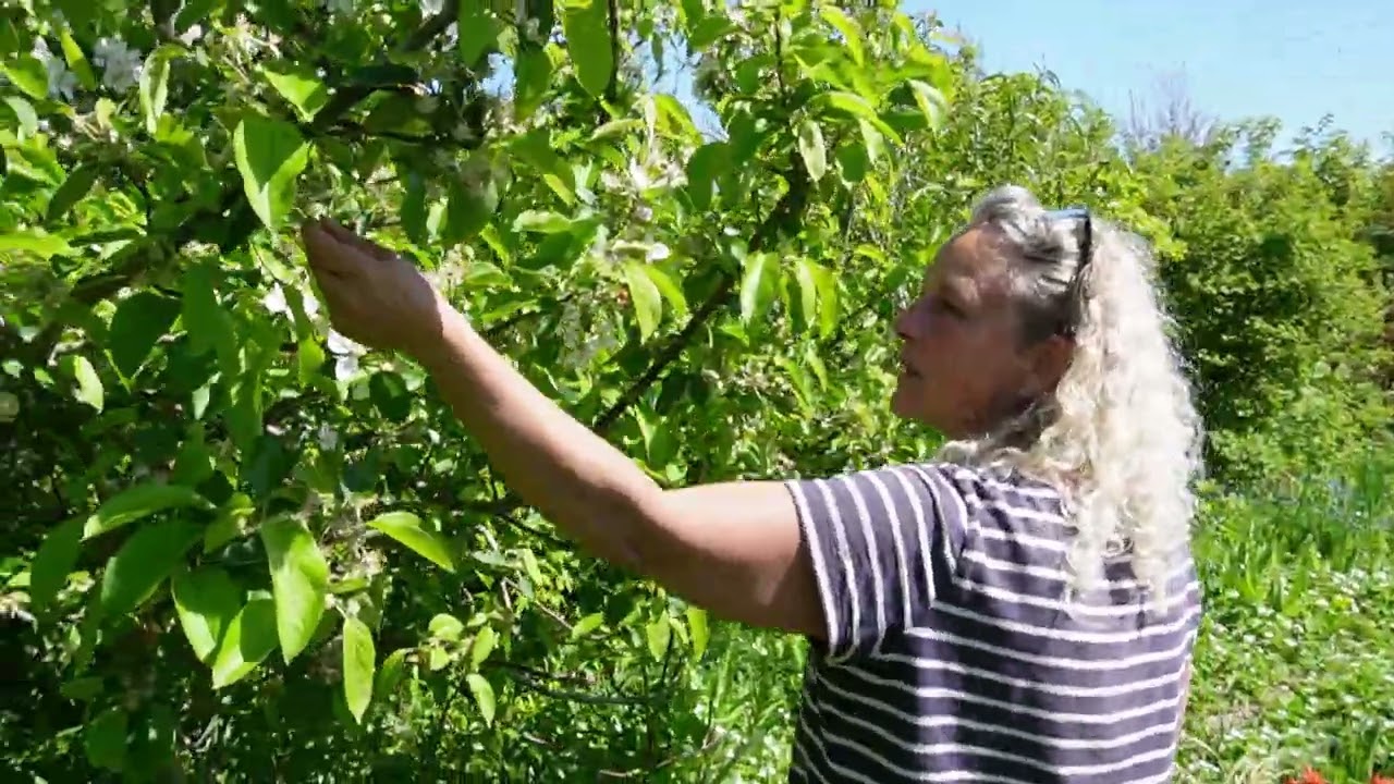 A Walk In The Greenhouse And Food Forest Beginning of May. Nordic Permaculture