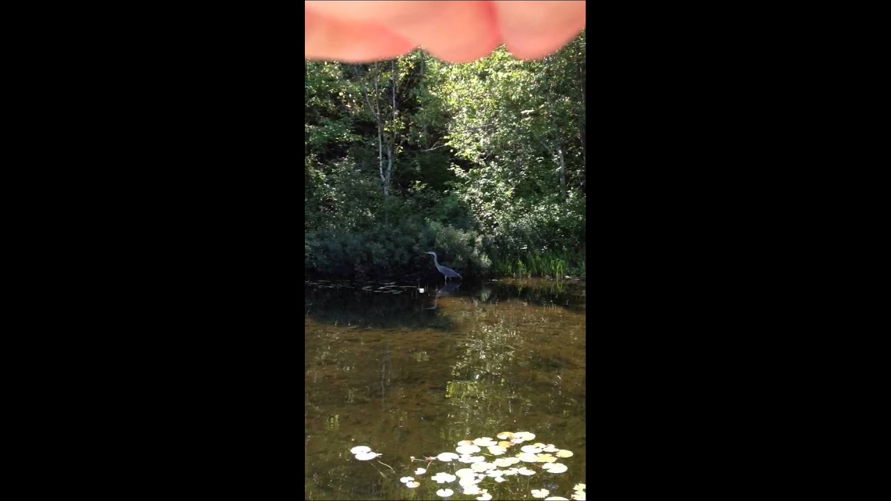 Grand héron lac long StEliedeCaxton YouTube