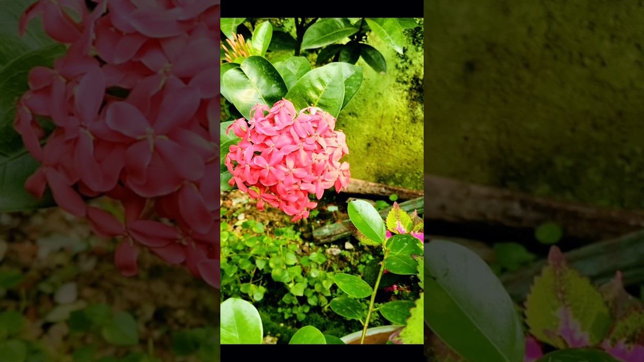 মেহেদি দিতে কোনো দিন উৎসব লাগে না,মনটা খুশি থাকলে যখনতখন মেহেদির রঙে রাঙানো যায় #viralvideo#foryou