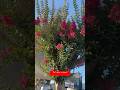 Beauty рџЊ Shorts Shortsfeed Viralрџ Њ Beauty рџЊ Shorts Shortsfeed Viralрџ Њ