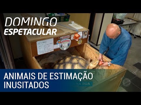 Vídeo: A vida incomum dos animais de estimação no Japão