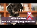 WARNING: Common Veterinary Pain Killers Causing Frequent Side Effects in Dogs and Cats