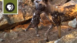 Yearling Wild Dogs take their Siblings Hostage