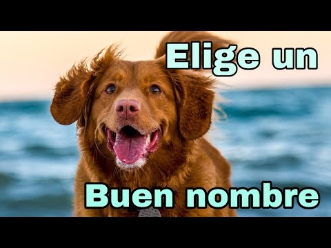 Video: Nombres únicos para perros: Clever Puns Edition