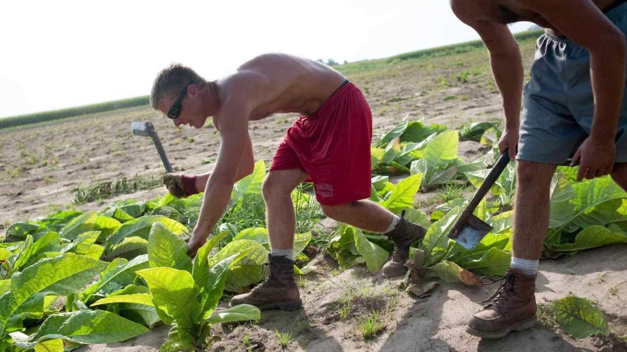 A day in the life of an Edgerton tobacco farmer YouTube