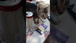 земята се върти около Слънцето #cat #funny #навън