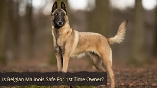 Belgian Malinois For 1st Time Owner! is it safe?