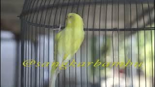 Parkit rasa lovebird