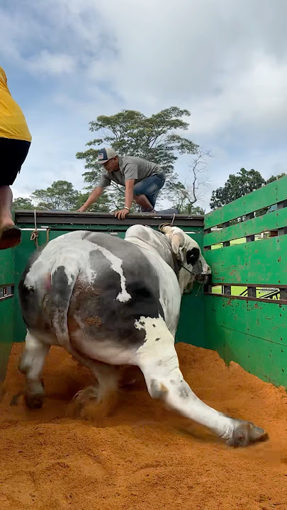 Sapi monster juara kontes extrim brahman cross  #sapi #cow #bull #brahman