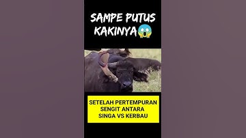 Kasihan,Kaki dan tanduk hewan ini putus,Lion vs bull🤯💯 #shorts #yearofyou #animals #azepzuliana