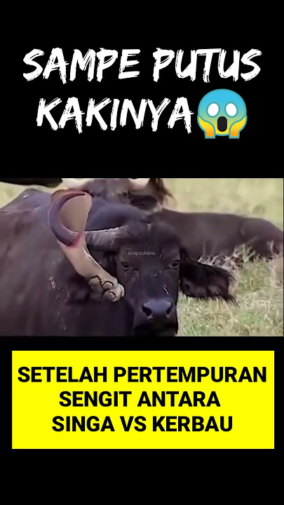 Kasihan,Kaki dan tanduk hewan ini putus,Lion vs bull🤯💯 #shorts #yearofyou #animals #azepzuliana
