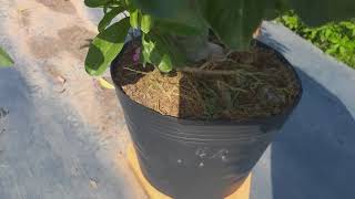 Sư ky duyen nguyen thuy dong gia 300k mot cay ngay 11/09/2018 sdt(0939859799)