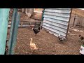 Ливенские ситцевые куры. Цыплята 6 месяцев.