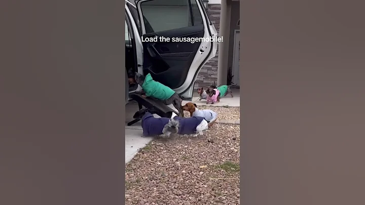 RUNNING WITH 8 WEENS 😮‍💨😮‍💨😮‍💨 #dog #dachshund #viral