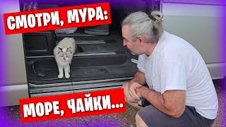 Поехали с Муркой на море) / Наши кулинарные изыски / Кошачьи приколы