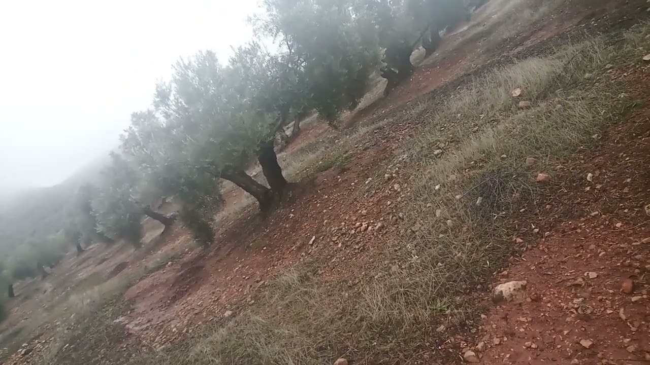Ante la lluvia, amontonar o dejar soplada. Olivar.