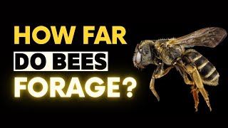 Famous Honey Bees: How Far do they Travel? Net Worth