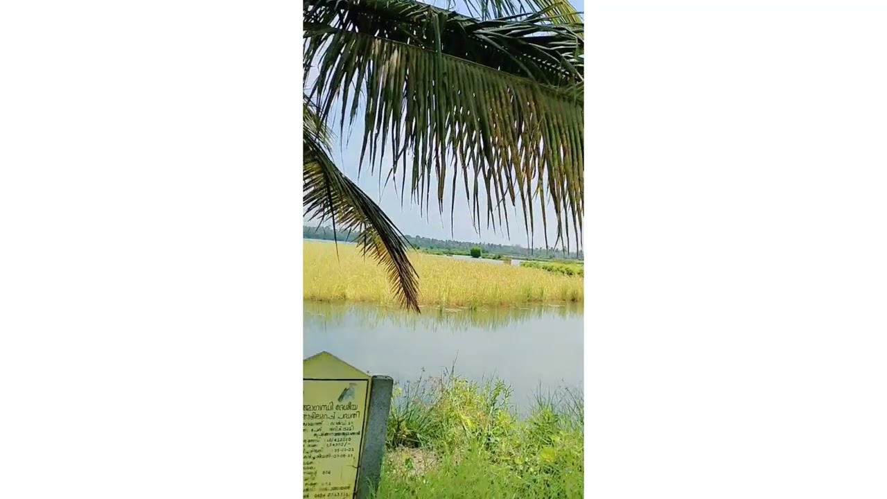 KOTTUVALLY GP - LD/458622