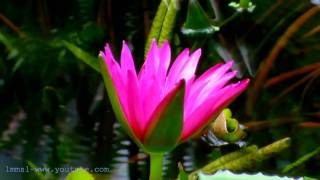 Waterlily Pond - At kew Gardens