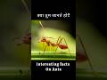 Facts on Ants 😂 Funny & Useless Fact's in Hindi