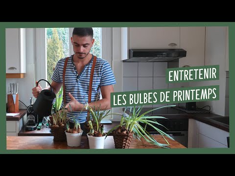 Vidéo: Soin après la floraison des muscaris : que faire des bulbes de muscari après la floraison ?