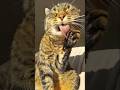 Misti's slow-motion: Activated 😻😋😻 Music by Misti Koh 🎶 #cat #cute #music