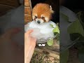 Why Red Pandas Go "Crazy" Without Ice #Animals #AnimalFacts