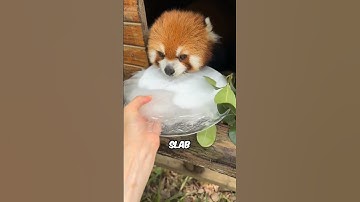 Why Red Pandas Go "Crazy" Without Ice #Animals #AnimalFacts