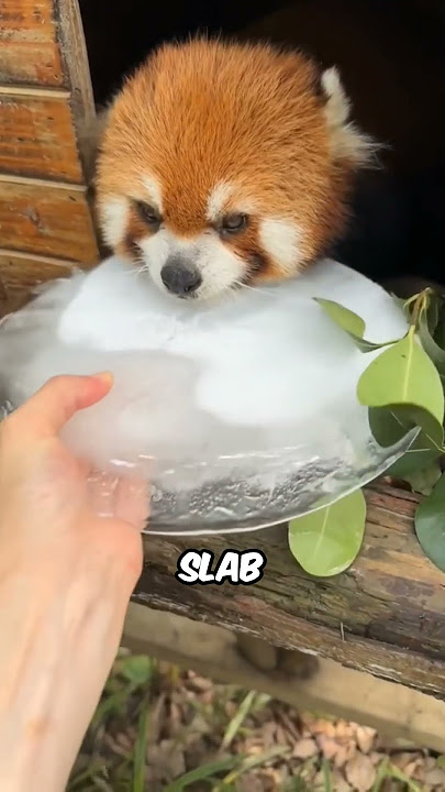 Why Red Pandas Go 'Crazy' Without Ice #Animals #AnimalFacts