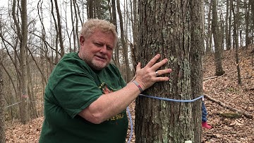 What is the difference in a Sugar Maple and Red Maple Tree?