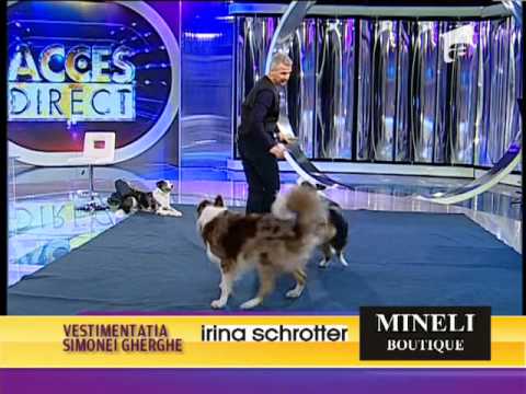 Video: Eșecul De A Prospera La Câinii Collie