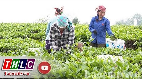 Mường Khương: Kết quả từ việc sáng tạo đưa nghị quyết vào cuộc sống | THLC